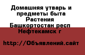 Домашняя утварь и предметы быта Растения. Башкортостан респ.,Нефтекамск г.